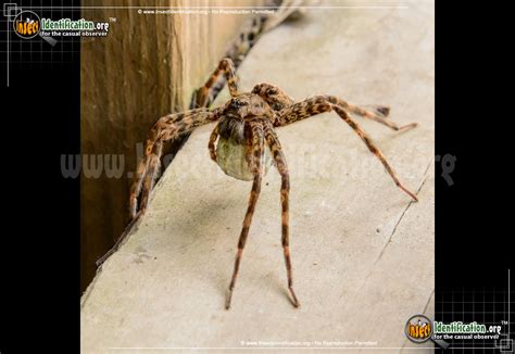 Fishing Spider Identification & Info .